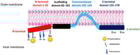 A schematic diagram of Cav-1 structure Cav-1 is a 178-amino acid membrane protein composed of several distinct regions: an N-terminal domain (red), a scaffolding domain spanning residues 82–101 (black), a hydrophobic hairpin transmembrane region from 102 to 134 (blue), and a C-terminal domain extending from 135 to 178. It undergoes several posttranslational modifications, including phosphorylation at Tyr14 and Ser80, ubiquitination of N-terminal residues, and palmitoylation at sites within the C-terminus, all of which are critical for its regulation and function. This diagram focuses specifically on Cav-1; analogous structural models for Cav-2 and Cav-3 are not depicted due to current uncertainty regarding their precise oligomeric architecture and membrane topology. Author-generated figure.