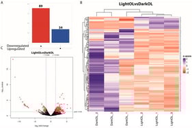 Differential gene expression in the optic lobe of Octopus mimus females exposed to constant light conditions compared to those maintained under natural conditions (dark). (A), Differential expression analysis highlighting upregulated genes (blue) and downregulated genes (red) in the optic lobe under constant light (24:0) compared to natural photoperiod conditions (FDR < 0.05). (B), Heatmap and hierarchical clustering of differentially expressed genes based on normalized expression values. Columns represent individual optic lobe samples from females maintained under natural conditions (Dark OL 1–3) and constant light conditions (Light OL 1–3). Color hue and intensity indicate relative expression levels, showing clear separation by photoperiod treatment. (C), Volcano plot showing the distribution of gene expression changes, where the x-axis represents log2 fold change and the y-axis represents −log10 adjusted p-value. Genes on the left correspond to transcripts downregulated under constant light, whereas genes on the right represent transcripts upregulated under constant light.