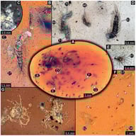 A 100-million-year-old community of 87 specimens of Synxenidae in Kachin amber (NIGP208860). (A) Overview of the amber. (B) Two individuals of Synxenidae with a mite (NIGP208860-92) attached to NIGP208860-27. (C) Mouthparts of NIGP208860-92. (D) Five individuals of Synxenidae (NIGP208860-46, 69–71, 83) of different developmental stages with frass close by. (E) NIGP208860-81; immature of stage 1. (F) NIGP208860-58, NIGP208860-61, and NIGP208860-62 with frass close by (arrows). (G) NIGP208860-90–91, in ventral view. Abbreviations: numbers refer to specimen number in this amber piece (see Supplementary Figure S1); arrows refer to frass.