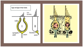 Morphological organization of the Type I vestibular hair cell and its calyx afferent. A cross-sectional representation showing the flask-shaped Type I hair cell enveloped by the calyx afferent terminal. The narrow synaptic cleft, the afferent cup, and the stereociliary bundle with kinocilium are shown. This figure provides the structural basis for understanding the multimodal transmission mechanisms described in subsequent sections. Image provided by the author.