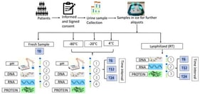 Workflow of Study—30–50 mL urine samples were collected, and 2–10 mL aliquots were prepared and stored at four different temperatures (−80 °C, −20 °C, 4 °C, and RT in lyophilized form). Evaluation of all parameters was conducted at four time points: at the time of collection (T0), after 6 months of storage (T6), after 12 months of storage (T12), and after 24 months of storage (T24) at all storage temperatures.