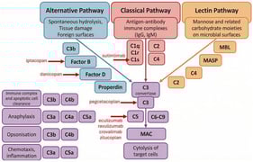 Overview of the complement activation pathways and downstream effector functions. Red labels indicate selected therapeutic targets of complement inhibition.