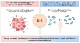 Schematic representation of Classical and Trans-Signaling Interleukin-6 pathways. (A) Classical IL-6 signaling involves the binding of IL-6 to membrane-bound IL-6R, which promotes the assembly of a heterohexameric complex consisting of two molecules each of IL-6, IL-6R, and the signal-transducing subunit gp130. This complex triggers JAK/STAT3 pathway activation and drives the transcription of STAT3-dependent target genes. Beyond the JAK/STAT3 axis, the IL-6/IL-6R/gp130 complex can also stimulate the PI3K/AKT/mTOR and RAS/RAF/MEK/ERK pathways [6]. (B) In the IL-6 trans-signaling pathway, IL-6 interacts with the soluble form of IL-6R (sIL-6R), which is generated either through alternative splicing of IL-6R mRNA or by proteolytic cleavage of the membrane-bound receptor mediated by ADAM10 or ADAM17 [7]. The resulting IL-6/sIL-6R complex subsequently binds to gp130, inducing its dimerization and activating downstream signaling cascades analogous to those observed in classical IL-6 signaling.