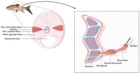 Schematic representation of the hierarchical structure of vertebrate muscles represented by the muscle of a Cyprinid fish cut longitudinally and in cross-section to show a cross-sectional view of a muscle with a single fascicle, muscle fiber, and myofibril. The single muscle is oriented such that the muscle fibers run parallel to the page.