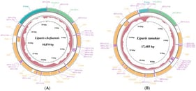 Circular maps of the mitochondrial genomes of Liparis chefuensis (A) and Liparis tanakae (B). The outer and inner circles represent genes encoded by the heavy strand and light strand (dark green: D-loop, light green: rRNA, orange: PCGs, pink: tRNA), respectively. The small interior circles indicate GC skew (red: positive, green: negative).