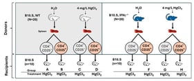 Study design and treatment schedule for donor (upper boxes) and recipient (lower box) mice. Non-Treg (CD4+CD25−Foxp3−) or Treg (CD4+CD25+Foxp3+) cells were adoptively transferred to the new sets of WT B10.S. All recipient mice were then exposed to 4 mg HgCl2/L for 13 weeks. All mice were euthanized after 13 weeks, at which blood and tissue samples were collected for further analysis.