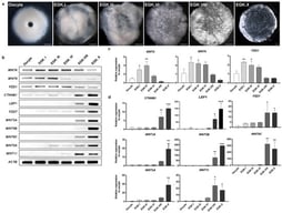 Expression profiling of WNT signaling-related genes in chicken oocyte and intrauterine embryos. (a) The representative images of chicken oocyte and intrauterine embryos according to Eyal-Giladi and Kochav criteria. A germinal vesicle oocyte in the ovary was obtained. The intrauterine embryos were obtained 5.5 (EGK.I), 8.5 (EGK.III), 15.5 (EGK.VI), and 20.5 (EGK.VIII) hours after fertilization. The EGK.X embryo was obtained after oviposition. Scale bar, 500 μm. (b–d) Expression analysis of WNT signaling-related genes in the chicken oocyte; EGK stage I, III, VI, VIII and X embryos were determined by RT-PCR (b) and RT-qPCR (c,d). Maternal WNT-related genes (c) and zygotic WNT-related genes (d) were classified according to their expression profiling. In (c,d), oocyte was used as a control, and the expression was normalized to the expression of ACTB (beta-actin) as a control. Significant differences between groups were analyzed using ANOVA and are indicated as *** p < 0.001, ** p < 0.01, and * p < 0.05. Data represent the mean ± SD from n = 3 independent biological replicates. EGK, Eyal-Giladi, and Kochav stage. Full-length unadjusted gel images for Figure 1b are shown in Figure S3.
