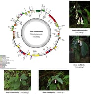 Chloroplast genome map of Anna species generated in this study. The genes inside the outer circle are transcribed clockwise while the outside genes are transcribed anti-clockwise. Genes are color-coded according to their functional groups. The darker gray columns in the inner circle denote the GC content across the genome and the lighter gray columns, accordingly, correspond to the AT content; * indicates that the gene contains an intron. Morphological characteristics of four species generated in this study are also illustrated.
