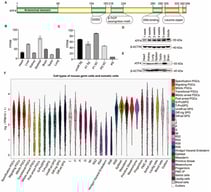 ATF4 is ubiquitously expressed in tissues under physiological conditions. (A) Schematic model of the ATF4 protein architecture. (B) Expression levels of Atf4 (measured in FPKM, fragments per kilobase of transcript per million fragments mapped) in various tissues from adult wild type mice are presented. (C) The FPKM-normalized expression profiles of the Atf4 gene across five key spermatogenic cell types are shown. The cell types analyzed include undifferentiated spermatogonia (Undiff. Sg), A1 spermatogonia (A1 Sg), preleptotene spermatocytes (PI SC), pachytene/diplotene spermatocytes (P/D SC), and round spermatids (RS). (D) Western blot analysis of ATF4 protein expression in mouse testes at different developmental ages (from 1 week to 5 weeks and adult mice). β-ACTIN was used as a loading control to ensure equal protein loading across samples. (E) Western blot analysis of ATF4 protein expression in various tissues from adult mice. A loading control used β-ACTIN. (F) Single-cell sequencing-based profiling of ATF4 expression across cell types.