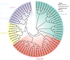 Phylogenetic tree of the CNGC gene family of Suaeda glauca and Arabidopsis thaliana. Purple, yellow, red and green represent Class I, II, III and IV, respectively. Red dots represent the SgCNGC gene family; and blue squares represent the AtCNGC gene family. Black dots on branches indicate bootstrap values >90%, and grey dots indicate values between 70% and 90%.