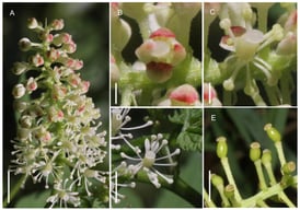 Inflorescence characteristics and main pollinating insects of A. erythrocarpa. (A) Inflorescence, shows that the single flower gradually opens from the base to the top. (B–E) Single flower opening process. (B) Flower bud tip cracked. (C) The sepals all fall off, exposing other floral organs. (D) Stamens and petals spread out. (E) Except for the pistil, all other floral organs fall off. Bar = 6 mm.