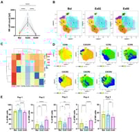 HIIT-induced mobilization of CD56dim CX3CR1+CXCR2+ NK cells. (A) NK cell counts per µL of whole blood before (Bsl), immediately after (Ex02) and one hour after exercise (Ex60), using flow cytometric TBNK kit whole blood staining. (B–E) UMAP dimensionality reduction and FlowSOM unsupervised clustering were performed using a single integrated dataset comprising CD3−CD56+ cells from all participants and timepoints based on expression of CD56 and the chemokine receptors CCR5, CXCR2, CXCR6, CX3CR1, CCR2, and CXCR4. (B) UMAP visualization of the clusters identified via the FlowSOM clustering algorithm shown separately at Bsl, Ex02 and Ex60. (C) Heatmap showing the surface expression profiles across the five identified clusters. (D) UMAP overlaid with marker mean fluorescence intensity (MFI) of cells from all participants and timepoints. (E) Population frequency at Bsl, Ex02 and Ex60. Shown are individual values, and bar graphs show mean and SD. Percentage data were logit-transformed before being analyzed using repeated-measures ANOVA. Significance levels are indicated by asterisks on the graphs: * p ≤ 0.05, ** p ≤ 0.01, *** p ≤ 0.001, **** p ≤ 0.0001. N = 16.