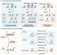 Classification and mechanisms of major chromatin remodelers. (A) Chromatin remodeling is fundamentally dependent on ATP-dependent chromatin-remodeling complexes, histone-modifying enzymes, and DNA methylation. Mammalian ATP-dependent chromatin-remodeling complexes are classified into four major groups: SWI/SNF, ISWI, CHD, and INO80. By harnessing the energy released from ATP hydrolysis, they induce structural rearrangements in chromatin. SWI/SNF maintains regulatory regions in an open state by sliding, ejecting, or reorganizing nucleosomes. ISWI and CHD are structurally similar. ISWI senses linker DNA length to establish uniform nucleosome spacing and is essential for heterochromatin formation and genomic stability, whereas CHD recognizes diverse histone modifications, thereby recruiting or evicting specific proteins to modulate transcription. INO80 binds and translocates hexasomes to catalyze histone variant exchange, a process intimately linked to DNA replication, transcription, and repair. (B) Chromatin accessibility is also inseparable from covalent histone modifications and DNA methylation. Among the myriad of histone marks, methylation and acetylation are the most extensively characterized. The balanced state of these modifications is dynamically maintained by the concerted action of writers (that promote modification formation), readers (that recognize modification sites), and erasers (that remove or inhibit modification formation). Some representative enzymes are illustrated in the figure.