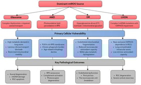 Disease-specific mtROS sources and signalling pathways in ocular neurodegeneration. The figure highlights the spatial and temporal distribution of mtROS across major ocular diseases, integrating complex I/III-derived ROS, lipid peroxidation burden, mitophagy failure, and neurovascular stress. It contrasts RGC-predominant vulnerability in glaucoma and LHON with RPE-centric oxidative injury in AMD and neurovascular disruption in DR. Together, these patterns illustrate how distinct pathological triggers converge on a common axis of mtROS amplification and mitochondrial quality control failure. mtROS: Mitochondrial reactive oxygen species; AMD: Age-related macular degeneration; DR: Diabetic retinopathy; LHON: Leber’s hereditary optic neuropathy; RPE: Retinal pigment epithelium; ETC: electron transport chain; OXPHOS: oxidative phosphorylation; RGCs: Retinal ganglion cells; PUFA: Polyunsaturated fatty acids.