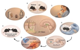 Early-life activation of CT fibers induces sustained oxytocin release and enhanced social exploration later in life. (A) Schematic representation of Harlow’s experiments showing that infant macaques preferentially cling to a cloth surrogate rather than a wire surrogate when confronted with a novel threat. (B) Rodent pups raised under limited bedding (LB) conditions, characterized by the absence of nesting material (white fluffy material), display avoidant-like attachment behavior toward an anesthetized dam. (C) Skin-to-skin contact provided by kangaroo care enhances attachment and improves a broad range of health-related outcomes. (D) Comfort touch is mediated by C-tactile (CT) fibers. (E–H) Stroking mouse pups at velocities that optimally activate CT fibers (E) induces neuronal activation in the lateral/ventrolateral periaqueductal gray (l/vlPAG). Activation of l/vlPAG neurons triggers the release of glutamate and substance P onto oxytocin-producing neurons in the paraventricular nucleus (PVN), resulting in reduced transient K+ currents and increased spontaneous firing of oxytocin-positive neurons (F,G). These electrophysiological changes persist into later life and are associated with enhanced social exploration (H). CTL = control, OXT = oxytocin, Glu/Sub = Glutamate and Substance P. down arrow = reduction.