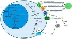The role of adenosine in epilepsy: subcellular regulation and mechanisms in epilepsy. Adenosine is localized in extracellular, cytoplasmic, and nuclear compartments. (i) Extracellular adenosine is maintained by ATP degradation via ectonucleotidases (CD39/CD73), ADA catabolism, and equilibrative nucleoside transporters (ENTs). Extracellular adenosine mainly activates adenosine receptors (ARs: A1Rs/A2ARs/A3Rs), modulating neuronal excitability. (ii) Cytoplasmic adenosine arises from transmethylation reactions and is regulated by ADK-S, with metabolism by ADA and ENTs playing key roles; ATP is released from astrocytes via hemichannels (h-ch), a critical source of extracellular adenosine. Cytoplasmic adenosine regulates transmethylation by DNMT (DNA methylation), influencing neurotransmitter balance. (iii) Nuclear adenosine, generated by transmethylation, is controlled by ADK-L. Nuclear adenosine controls epigenetic mechanisms via DNMT, potentially affecting gene expression in epilepsy. This compartmentalized regulation highlights adenosine’s dual role in both suppressing seizures (via A1Rs activation) and contributing to neuroplasticity (via epigenetic modulation).