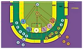 The transport paradigm. The theoretical transport paradigm is reported.