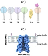 Molecular diversity of membrane lipids and ion channels. (a) Schematic of major membrane lipids: PC (phosphatidylcholine), PE (phosphatidylethanolamine), PS (phosphatidylserine), SP (sphingomyelin), CHL (cholesterol), and GL (glycolipids). (b) Lipid bilayer illustrating the asymmetric composition of the outer (exoplasmic) and inner (cytoplasmic) leaflets. It also depicts, as an illustrative example: GLIC, a ligand-gated channel (PDB ID: 4NPQ [28]). Molecular graphic was prepared with UCSF ChimeraX (v1.10.1).