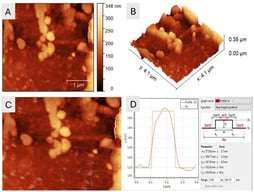 AFM characterization of liposomes. (A) Liposome structure, (B) 3D topography, (C) spatial distribution, and (D) height and diameter measurements.