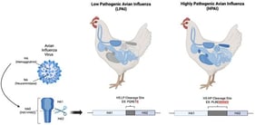 Low versus highly pathogenic avian influenza hemagglutination changes and pathologic outcomes. For AIV to be active in the host, its external hemagglutinin (HA) protein needs to be proteolytically cleaved from HA0 to HA1 and H2. Low pathogenic avian influenza (LPAI) is restricted to the upper respiratory tract and gastrointestinal tract of poultry due to the cleavage site (gray) of the hemagglutinin protein (HA0) being limited body sites where it can be recognized by host proteases for cleavage (organ systems in blue). Highly pathogenic avian influenza (HPAI), on the other hand, has the addition of multiple basic amino acids to the cleavage site of HA1–2 (red text), allowing for ubiquitous cleavage by host proteases throughout the body. Created in BioRender. Risalvato, J. (2025) https://BioRender.com/sra42ks.
