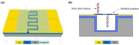 (a) Schematic of the suspended GFET device. The graphene channel is positioned over a micro-cavity to reduce substrate-induced electronic noise. (b) Dual-side functionalization for miR-21 detection. The PMO probes on the top surface capture the target. The accessible bottom surface allows for a higher effective probe density, enhancing the electrical signal from hybridization.