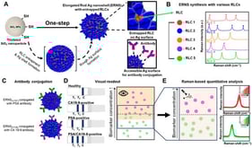 (A) Schematic illustration of the one-step synthesis of ERNS on a silica template, where Raman labeling compounds (RLCs) are introduced during Ag shell growth. (B) Schematic illustration showing the synthesis of ERNS with different RLCs, indicating the versatility of ERNS as nanoprobes for multiplex detection. (C) Schematic illustration of antibody conjugation onto ERNS labeled with different RLCs, enabling specific recognition of PSA and CA19-9. (D) Schematic illustration of the application of ERNS-based probes to a SERS-LFIA platform, where colorimetric signals at the test lines allow visual pre-screening of target biomarkers. (E) Schematic illustration of Raman analysis performed at the test lines for quantitative detection, enabling accurate classification of samples and detection at ultralow concentrations.