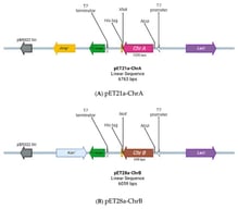 Schematic linear maps of the plasmids used in this study.