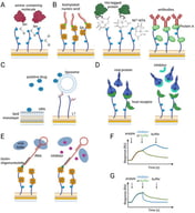 Schemes for sensor chip surfaces and ligand immobilization strategies in SPR for analysis of putative drugs. (A,B) An example of a sensor chip surface with dextran matrix for (A) amine-coupling immobilization of amine-containing molecule with available COO− grups or (B) with already immobilized strepavidine, NTA-Ni2+ and protein A for immobilization of biotinylated, Hist-tag-containg molecules and antibodies, respectively. (C) Analysis of interaction between the putative drug and lipid monolayer or liposomes immobilized on HPA or L1 sensor chips, respectively. (D) Left panel: host receptor protein (e.g., ACE2) immobilized via amine groups and analysis of surface binding by viral protein alone (e.g., SARS-CoV-2 spike protein). Right panel: analysis of binding immobilized host receptor by viral protein preincubated with the tested inhibitor. An inhibitor that binds to the viral protein at the same interface as the host receptor blocks the receptor’s binding. (E) Left panel: analysis of viral RNA polymerase (RdRp) binding to immobilized RNA molecule alone. Right panel: analysis of viral RdRp binding after the preincubation with the putative inhibitor. (based on [31]). (F,G) Sensorgrams showing the response after injections of the analyte onto the surface with immobilized ligand, followed by injection of the inhibitor (blue) or buffer (green). The increase in signal after inhibitor injection indicates binding to the analyte (blue) (F). The decrease in signal after inhibitor injection, more significant than after buffer injection, indicates removal of the analyte from the complex with the ligand (blue) (G). Not drawn in scale.