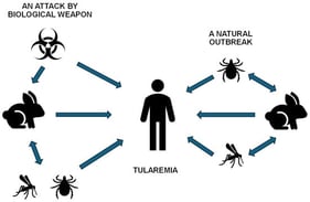 The multifaceted transmission dynamics and ecological life cycle of F. tularensis.