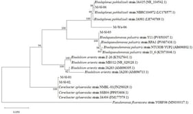 Neighbor-joining phylogenetic tree constructed from 16S rDNA sequences of five selected feldspar-potassium-solubilizing purple nonsulfur bacterial strains and their closely related strains retrieved from the GenBank database. Bootstrap values (based on 1000 replicates) are shown at the branching points. The scale bar represents 0.05 nucleotide substitutions per site, and GenBank accession numbers are provided in parentheses.