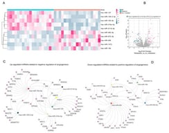 Transcriptomic profile and interaction networks of angiogenesis-related miRNAs in metastatic vs. non-metastatic PCa (A) Heatmap of differentially expressed miRNAs in metastatic and non-metastatic samples from the GSE117674 dataset. Color intensity reflects normalized z-scores, with red indicating high relative expression and blue indicating low expression. Highlighted miRNAs are significantly deregulated (p < 0.05; |log2FC| > 1) and functionally associated with angiogenesis. (B) Volcano plot of miRNA expression differences between metastatic and non-metastatic samples. The X-axis denotes log2 fold change; the Y-axis indicates –log10 p-values. Statistically significant upregulated (pink) and downregulated (blue) miRNAs are emphasized. (C) Interaction network of upregulated miRNAs targeting genes involved in the negative regulation of angiogenesis, illustrating the interaction network toward a pro-angiogenic phenotype. Nodes represent miRNAs (triangles) and predicted/validated target genes (circles); edges denote interaction evidence. (D) Interaction network of downregulated miRNAs targeting genes associated with the positive regulation of angiogenesis showing reduced expression of these miRNAs in metastatic progression.