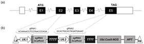 Construction of CRISPR/Cas9 vectors and transformation of BT7 rice. (a) Target sites of gRNA1 and gRNA2 in the OsHSBP1 gene structure. Exons are shown as boxes, introns as lines. (b) Schematic diagram of the pCas9 binary vector containing two sgRNAs (gRNA1 and gRNA2) targeting the OsHSBP1 gene. LB and RB: left and right borders of T-DNA; Cas9: codon-optimized Cas9 gene; Ubi: maize Ubiquitin promoter; NOS: nopaline synthase terminator; HPT: hygromycin phosphotransferase gene for selection; U6.1 and U6.2: promoters driving sgRNA expression.
