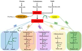 Schematic diagram of metabolic pathways involved in acidogenic fermentation (AET:—acetate-ethanol type fermentation; PTF: —propionate-type fermentation; BTF:—butyrate-type fermentation; VTF:—valerate-type fermentation; HTF:—hexanoate-type fermentation).