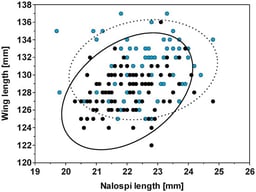 Relationship between nalospi length and wing length in male (black dots) and female (blue dots) Wood Sandpipers sexed molecularly. The ellipses show the 95% prediction intervals, representing the range in which a single new observation is expected to fall, based on the bivariate distribution estimated from the male (solid line) and female (dotted line) data.