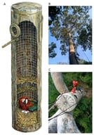 Artificial nest box design and canopy deployment. (A) Cross-section of the double-walled PVC structure showing the clay insulation and sand–clay substrate. (B) Installation site on an emergent canopy tree. (C) Breeding macaws at the nest entrance. Note: Panel (A) is a digital illustration generated using Gemini Advanced 1.5 Pro.