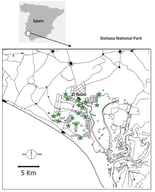 Location of the study area (Doñana National Park, SW, Spain). Green stars indicate the location of the 14 nests with radio-tagged nestlings in this study. Black dots indicate the bulk of the breeding Booted Eagle population.