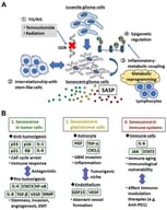 Induction, maintenance and consequences of senescence/SASP in GBM. (A) Induction and maintenance of senescence/SASP in GBM. Actively proliferating glioma cells could be induced and maintained in the senescent state with SASP by ① the effect of chemotherapeutics and radiation (TIS), ② the interaction of glioma stem-like cells, ③ inflammatory–metabolic coupling and ④ epigenetic regulation. (B) Consequences of senescence/SASP in GBM. Senescence in GBM cells shows anti-tumorigenic effects including cell cycle arrest and immune reaction, whereas it exerts pro-tumorigenic effects such as stemness, invasion, angiogenesis, and epithelial–mesenchymal transition (EMT). Senescence in glial/stromal cells creates a tumorigenic niche where senescent astrocytes promote tumor cell invasion and inflammation, and senescent endothelial cells contribute to abnormal vessel formation. Further, senescence in immune systems relates to immunological vulnerabilities and affects the effect of immune checkpoint inhibitors.