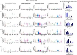 IRX gene expression in hormone-sensitive cancer cell lines. (A) Expression of IRX1 in endometrial, ovarian, breast and prostate cancer cell lines from PCTA database and from qRT-PCR. (B) Expression of IRX2 in endometrial, ovarian, breast and prostate cancer cell lines from PCTA database and from qRT-PCR. (C) Expression of IRX3 in endometrial, ovarian, breast and prostate cancer cell lines from PCTA database and from qRT-PCR. (D) Expression of IRX4 in endometrial, ovarian, breast and prostate cancer cell lines from PCTA database and from qRT-PCR. (E) Expression of IRX5 in endometrial, ovarian, breast and prostate cancer cell lines from PCTA database and from qRT-PCR. (F) Expression of IRX6 in endometrial, ovarian, breast and prostate cancer cell lines from PCTA database and from qRT-PCR (PCTA [1], Log2(TPM + 1)). The quantitative expression of IRX genes in panel of prostate, breast, ovarian and endometrial cancer cell lines (LNCaP, C42B, SKOV3, CAOV3, Ishikawa, HEC-1A, MDA-MB-231, MCF-7). RPL32 was used as the endogenous housekeeping control. The relative fold expression was determined using the ΔΔCT method with respect to the lowest expression in cell lines for each IRX. (IRX1 with respect to LNCAP, IRX2 with respect to HEC-1A, IRX3 with respect to CAOV3, IRX4, IRX5 and IRX6 with respect to MDA-MB-231) (n = 3 biological and n = 3 technical replicates, mean ± SD).