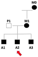 Pedigree of the family carrying the pathogenic PRKAG2 c.905G>A (p.Arg302Gln) variant. Squares indicate males, circles indicate females, slashed symbols indicate deceased individuals, and filled symbols represent clinically affected subjects. The proband (index case) is indicated by an arrow. The diagram shows clustering of affected individuals along the maternal lineage, consistent with an autosomal dominant inheritance pattern. A2: PROBAND (red arrow); M0: maternal grandmother, affected; M1: mother, affected; P1: father, unaffected; A1: first-born brother, affected; A3: third-born brother, affected.
