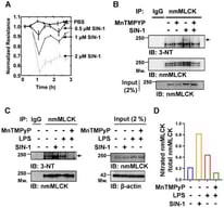 Protein nitration induced by SIN-1 disrupts endothelial cell barrier function. (A) Real-time changes in EC barrier function following SIN-1 treatment were assessed by measuring transendothelial electrical resistance (TER). Data are presented as mean ± SEM, n = 4. (B) Detection of nmMLCK nitration. ECs were pretreated for 1 h with PBS or MnTMPyP (25 μM), followed by SIN-1 (1 mM) for 1 h. Cell lysates were subjected to immunoprecipitation (IP) with anti-MLCK antibody and immunoblotting (IB) with anti–3-nitrotyrosine (3-NT). Membranes were re-probed with anti-MLCK for loading control. SIN-1 increased nmMLCK nitration, which was attenuated by MnTMPyP. The arrow indicates the nitrated form of nmMLCK. (C) hPAECs were stimulated with LPS (1 μg/mL, 4 h) in the presence or absence of MnTMPyP (25 μM). LPS-induced nmMLCK nitration was abolished by MnTMPyP, indicating that peroxynitrite mediates LPS-induced nmMLCK nitration in endothelial cells. (D) Densitometry quantification of nitrated nmMLCK levels normalized to total nmMLCK, as determined from the immunoprecipitation results in panel (C).