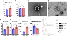 Characteristics of DIO mouse model and adipose-derived exosome. (A) Body weight and (B) Lee’s index (N = 15), (C) TC content and (D) TG content (N = 10), and (E) leptin level and (F) adiponectin level of mice fed with diets after 12 weeks (N = 10). (G,H) Representative images obtained by TEM of DIO-Exo and Lean-Exo, respectively. (I,J) Size distributions of DIO-Exo and Lean-Exo, respectively. (K) Levels of CD9, CD63, and Alix of DIO-Exo and Lean-Exo.