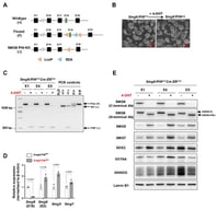 Characterization of SMG6 PIN domain conventional knockout ESCs. (A) Schematic diagram of different alleles of the SMG6’s PIN domain conditional knockout mouse (SDA: self-deletion anchor site). (B) Representative images of control (Smg6-PINF/F Cre-ERT2+; shortly Smg6-PINF/F) and SMG6’s PIN domain knockout (Smg6-PINΔ/Δ Cre-ERT2+; shortly Smg6-PINΔ/Δ) ESCs. Note: The 4-OHT is used to induce the Smg6 exon 18 deletion in Smg6-PINF/F Cre-ERT2+ ESCs. (C) PCR analysis on the deletion of Smg6 exon 18 in Smg6-PINF/F Cre-ERT2+ after 5 days of 4-OHT induction. (D) qPCR analysis to detect the expression of gene transcripts for Smg6, Smg5 and Smg7. Note: Two sets of qPCRs are used to detect the expressions of Smg6 E18 and E2, respectively. (E) WB analysis on the expression of full-length SMG6 (SMG6-FL), mutated SMG6 (SMG6-PIN∆), SMG5, SMG7, SOX2, OCT4A and NANOG in Smg6-PINF/F Cre-ERT2+, and 4-OHT-treated Smg6-PINF/F Cre-ERT2+ ESCs. Expression of Lamin B1 in each sample was used as the loading control. Note: The E1, E4, and E5, genotyped as Smg6-PINF/F Cre-ERT2+, are three mESC lines derived from 3 independent E3.5 blastocytes. The E1, E4, and E5 ESC lines were used for (B–E). Unpaired Student’s t-test was carried out for statistical analysis.