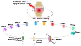 A schematic overview of ion channels known to be involved in osteoarthritis. Various TRP channels, including TRPV1, TRPV2, TRPV4, TRPV5, TRPV6, TRPA1, TRPC1, TRPM2, TRPM3, and TRPM8, regulate various processes in the joint tissue. TRP channel activity is further modulated by membrane potential, which is regulated by potassium and chloride channels, and the Na+/K+-ATPase.