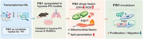 Overview of the study design and analytical workflow. The workflow illustrates the major steps of the study, including integration and batch correction of public transcriptomic datasets, identification of mitochondria-related differentially expressed genes, functional enrichment analyses, candidate gene prioritization, and experimental validation to explore mitochondrial dysfunction and pulmonary vascular remodeling in pulmonary hypertension.