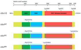 Schematic representation of wild-type and mutant X. laevis Src (xSrc) constructs used for expression in oocytes. The full-length xSrc2 protein (accession no. NP_001080738.1) contains three conserved domains: SH3, SH2, and SH1 (kinase domain), with critical regulatory residues Lys294 (ATP-binding site), Tyr415 (autophosphorylation site), and Tyr526 (C-terminal inhibitory phosphorylation site). Three expression constructs were generated: wild type (xSrcWT), constitutively active (xSrcKA, Tyr526Phe), and kinase-negative (xSrcKN, Lys294Met). To enable immunochemical detection distinct from endogenous Src proteins, all constructs included a common Arg121His substitution within the SH3 domain, which renders the recombinant proteins specifically recognizable by the monoclonal antibody mAb327 (anti-human/mouse/chicken Src).