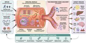 The “endocrine code” of skeletal muscle: inputs (exercise and context) are transduced by intracellular sensing and regulatory layers into coordinated outputs (protein myokines, metabokines/lipokines, and extracellular vesicle cargo) that act on target organs to shape system-level phenotypes.