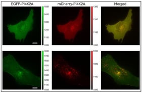 Co-expression of EGFP-PI4K2A and mCherry-PI4K2A in U2OS cells. Epifluorescence images are shown together with the color bar representing the camera counts for each imaged color. The right-side panel is an overlay of both color images. Pearson’s correlation coefficients (PCCs) of EGFP and mCherry signals were 0.84 ((top) panels) and 0.72 ((bottom) panels). Scale bars = 10 μm.