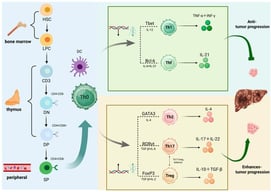 CD4+ T cell differentiation and its role in hepatocellular carcinoma progression. Haematopoietic stem cells in the bone marrow differentiate into lymphoid progenitor cells, which subsequently develop into mature T cells within the thymus. Primitive T cells differentiate into Th1, Th2, Th17, and Treg cells following stimulation by antigen-presenting cells [31]. Th1 cells suppress tumour growth by secreting TNF-α and IFN-γ, whereas Th2, Th17, and Treg cells promote tumour progression through secretion of IL-4, IL-17, IL-22, IL-10, and TGF-β.