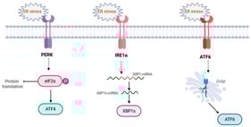 Schematic representation of UPR signaling pathways. The three primary UPR transducers—IRE1α, PERK, and ATF6—undergo activation upon the accumulation of misfolded proteins. This process is triggered when the chaperone GRP78 (BiP) is recruited to protein aggregates, resulting in its dissociation from the stress sensors. Created in BioRender. https://BioRender.com/0laj4yv (accessed on 25 January 2026).