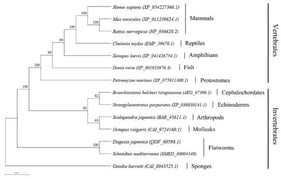 Phylogenetic tree of A2M constructed using MEGA11 software, with branches color-coded to represent different taxonomic groups.